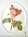  Rose Centifolia